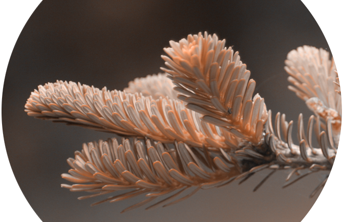 Лесовосстановление