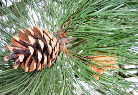 Что надо делать, чтобы вырастить дерево из семечка