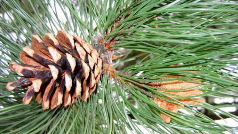 Что надо делать, чтобы вырастить дерево из семечка