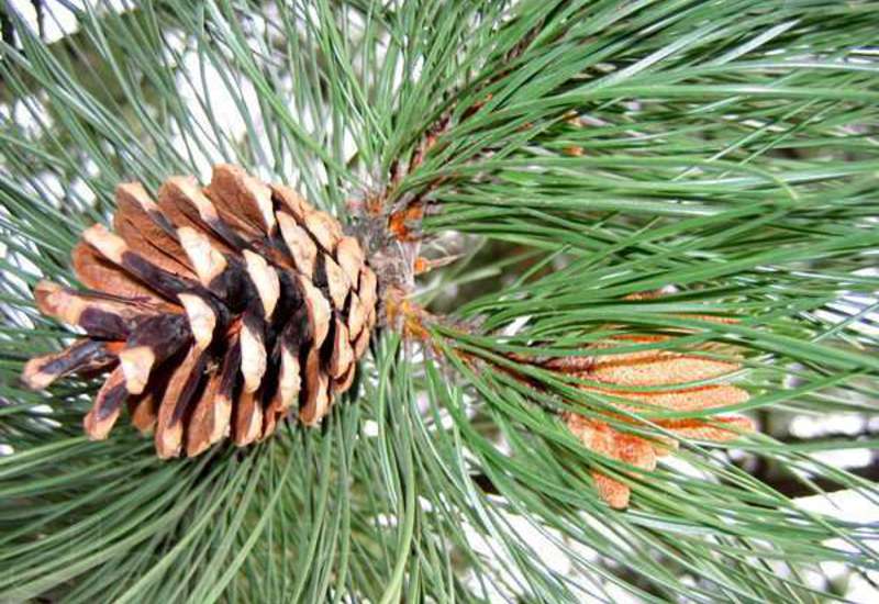 Что надо делать, чтобы вырастить дерево из семечка