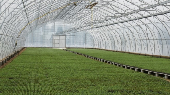 Лесосеменной центр АО «Краслесинвест»