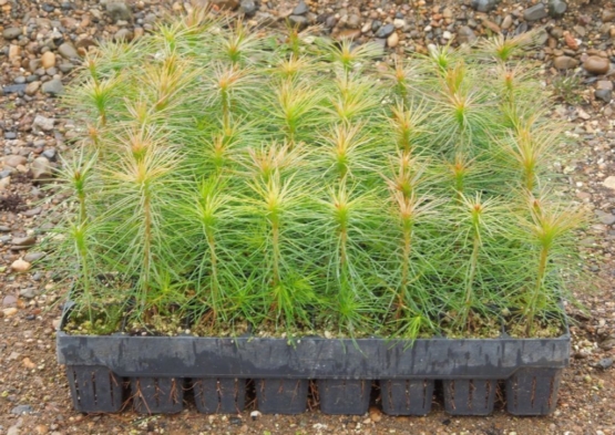 «Краслесинвест»  планирует создание лесосеменного центра.