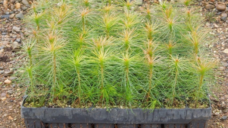 «Краслесинвест» планирует создание лесосеменного центра.