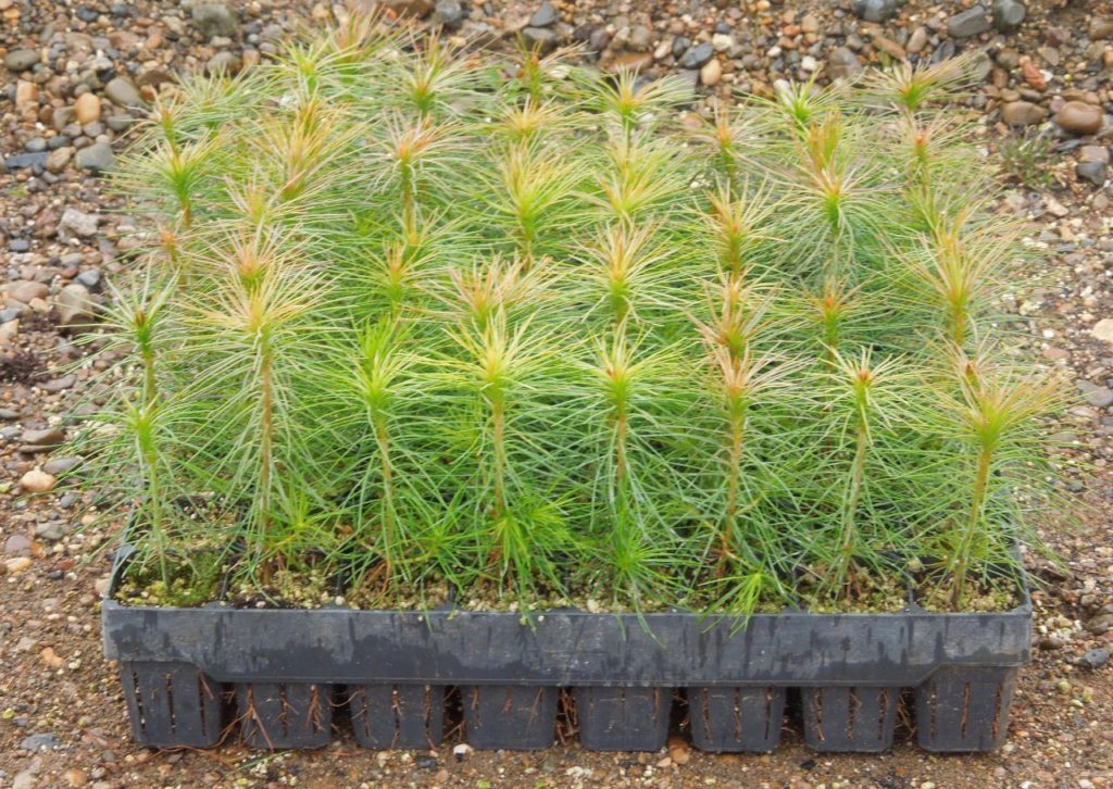 «Краслесинвест»  планирует создание лесосеменного центра.