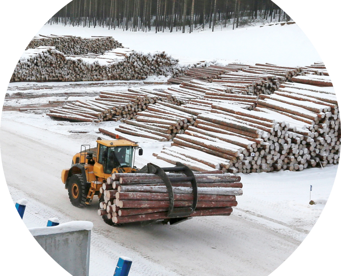Logs at Sawmill