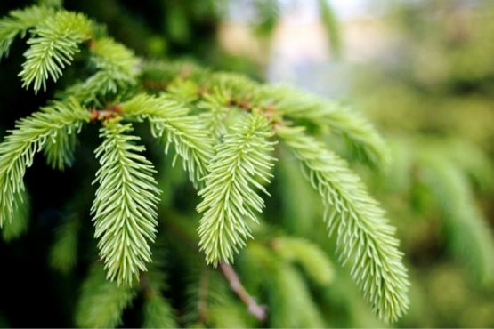 Сертификация PEFC