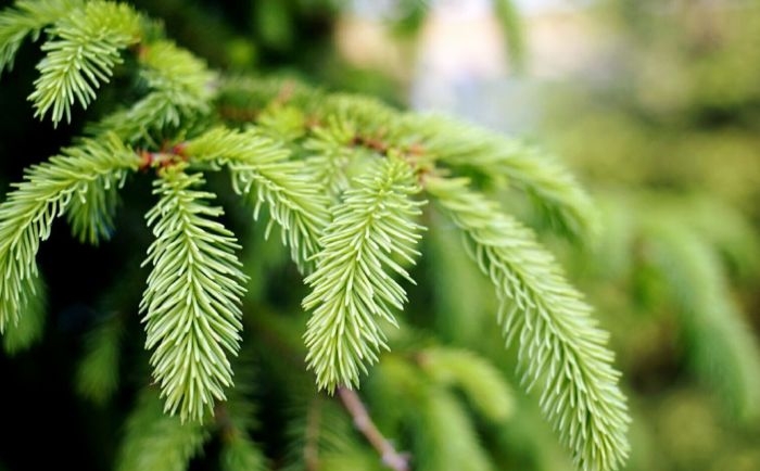 Сертификация PEFC