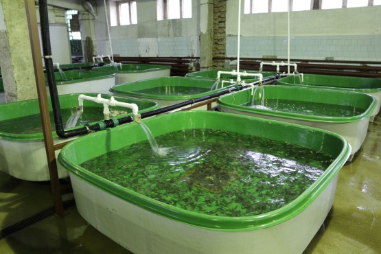 АО «Краслесинвест» выпустил в Ангару более тысячи мальков сибирского осетра