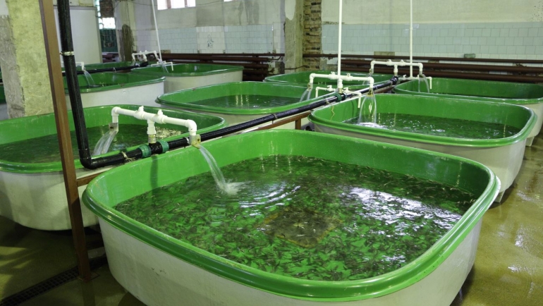 АО «Краслесинвест» выпустил в Ангару более тысячи мальков сибирского осетра