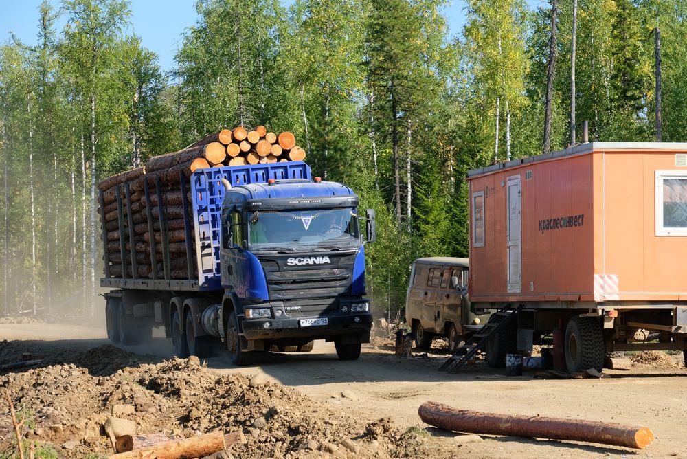 Маленькое путешествие в большую отрасль или в гостях у таежного подсолнуха