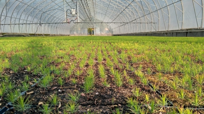 Техзадание для лесосеменноводческого центра