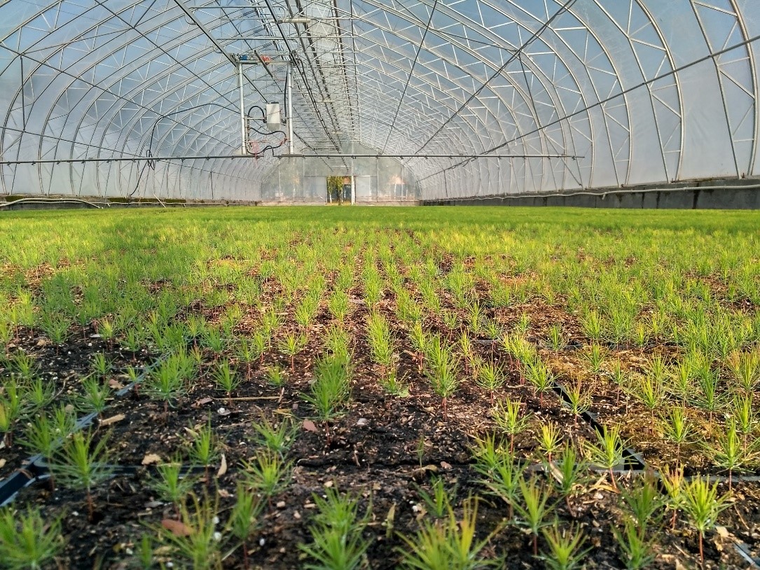 Техзадание для лесосеменноводческого центра