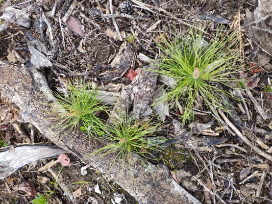 Посевная кампания АО «Краслесинвест», или Как посеять 21 млн сосен и провести тимбилдинг в глубокой тайге