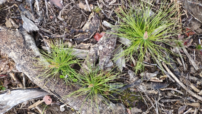 Посевная кампания АО «Краслесинвест», или Как посеять 21 млн сосен и провести тимбилдинг в глубокой тайге