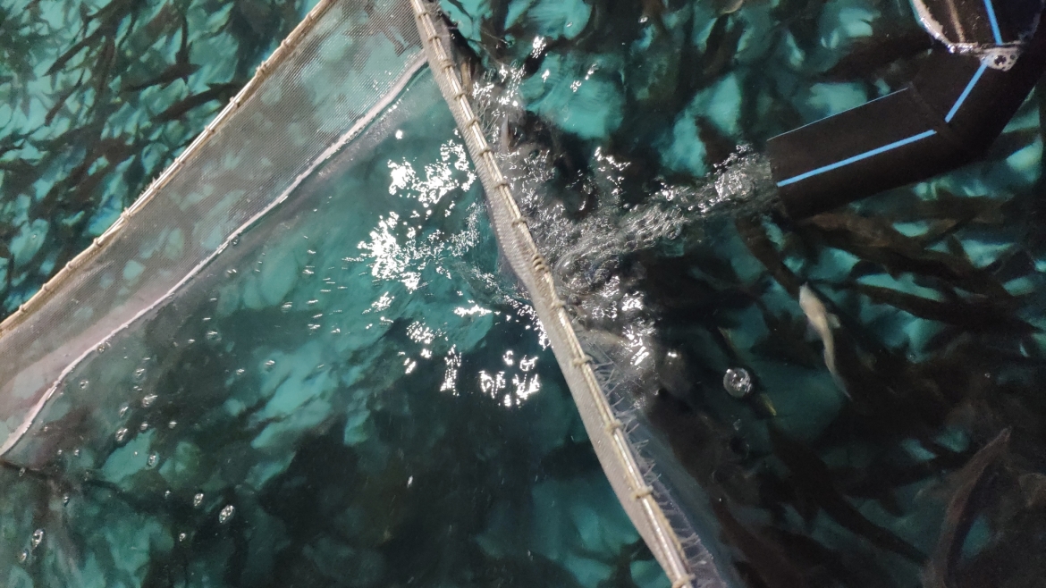 Краслесинвест выпустил в Енисей 1041 осетра.