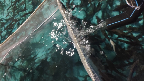 Краслесинвест выпустил в Енисей 1041 осетра.