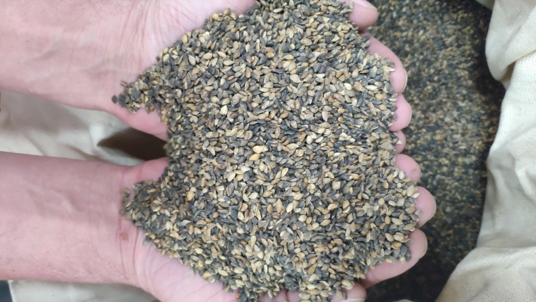 Для возобновления леса, Краслесинвест закупил 121 кг семян Pinus silvestris L.