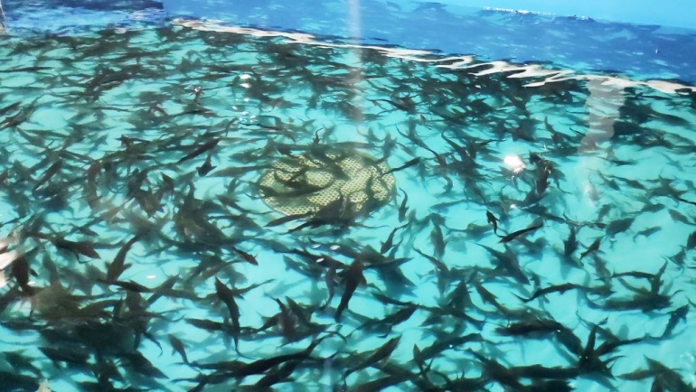 «Краслесинвест» выпустил в реки края больше 3 000 мальков рыб