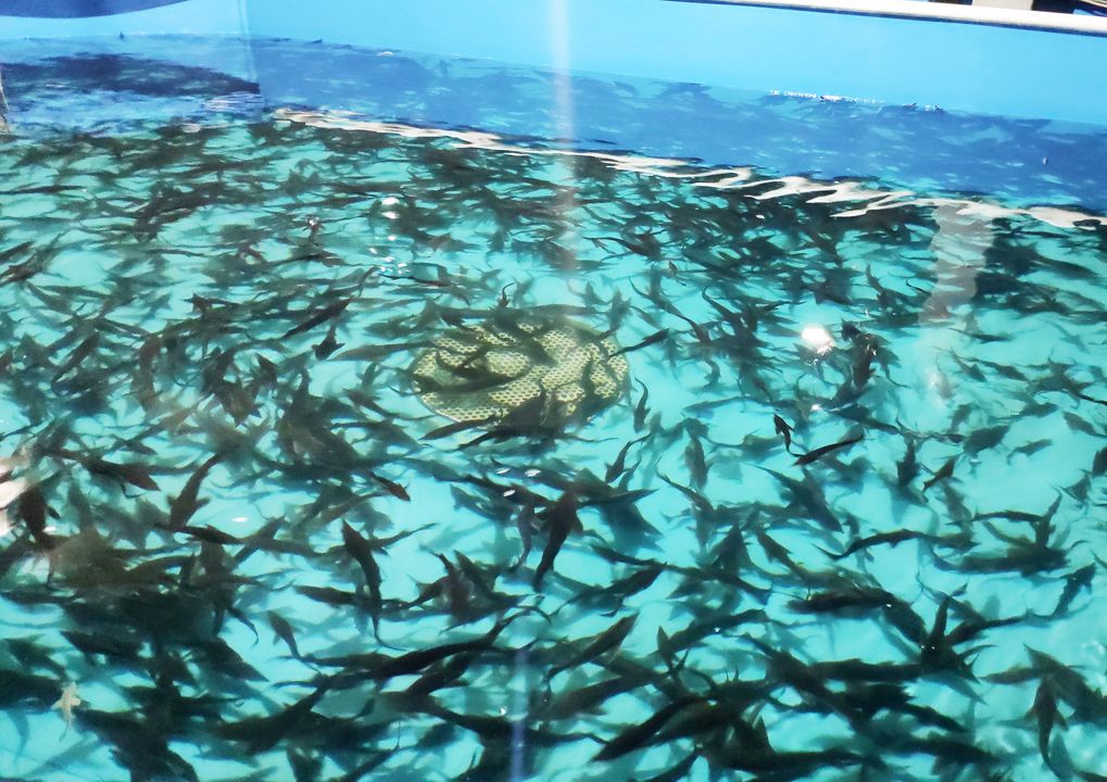 «Краслесинвест» выпустил в реки края больше 3 000 мальков рыб