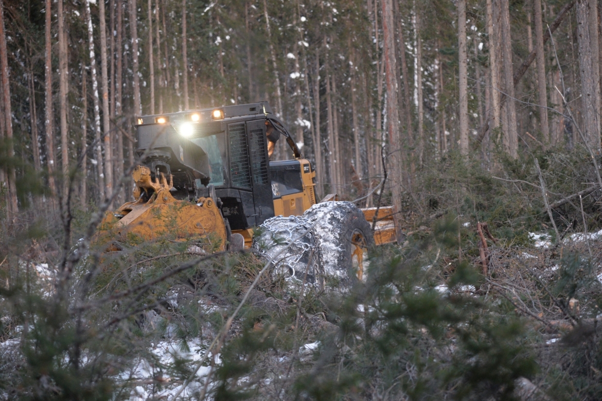 Зондирование леса. Эффективность заготовки и лесовосстановления.