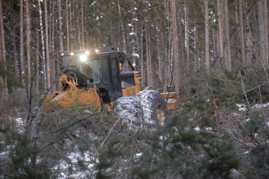 Зондирование леса. Эффективность заготовки и лесовосстановления.