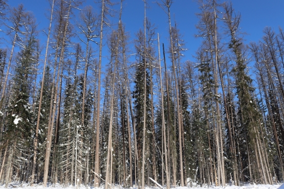 Краслесинвест начал подготовку к пожароопасному сезону.