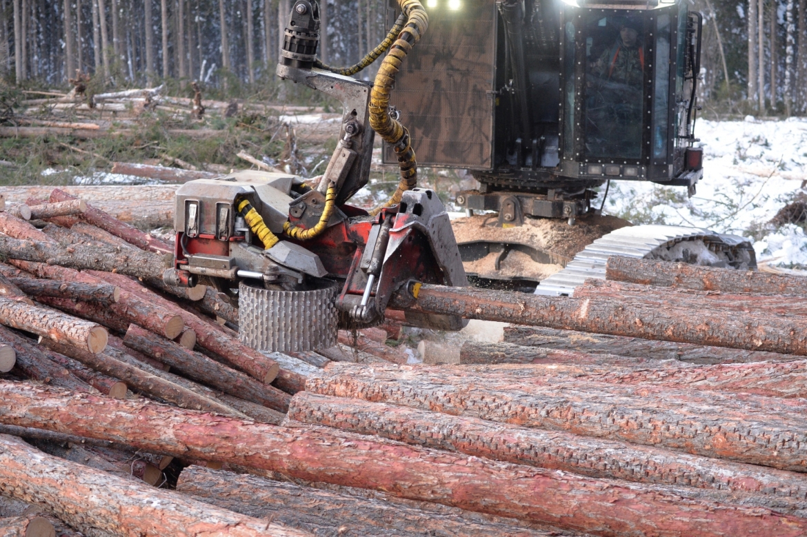 Древесина с лесосек учитывается тщательно.