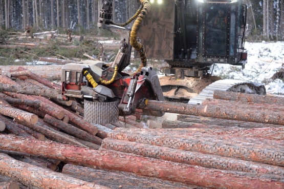 Древесина с лесосек учитывается тщательно.