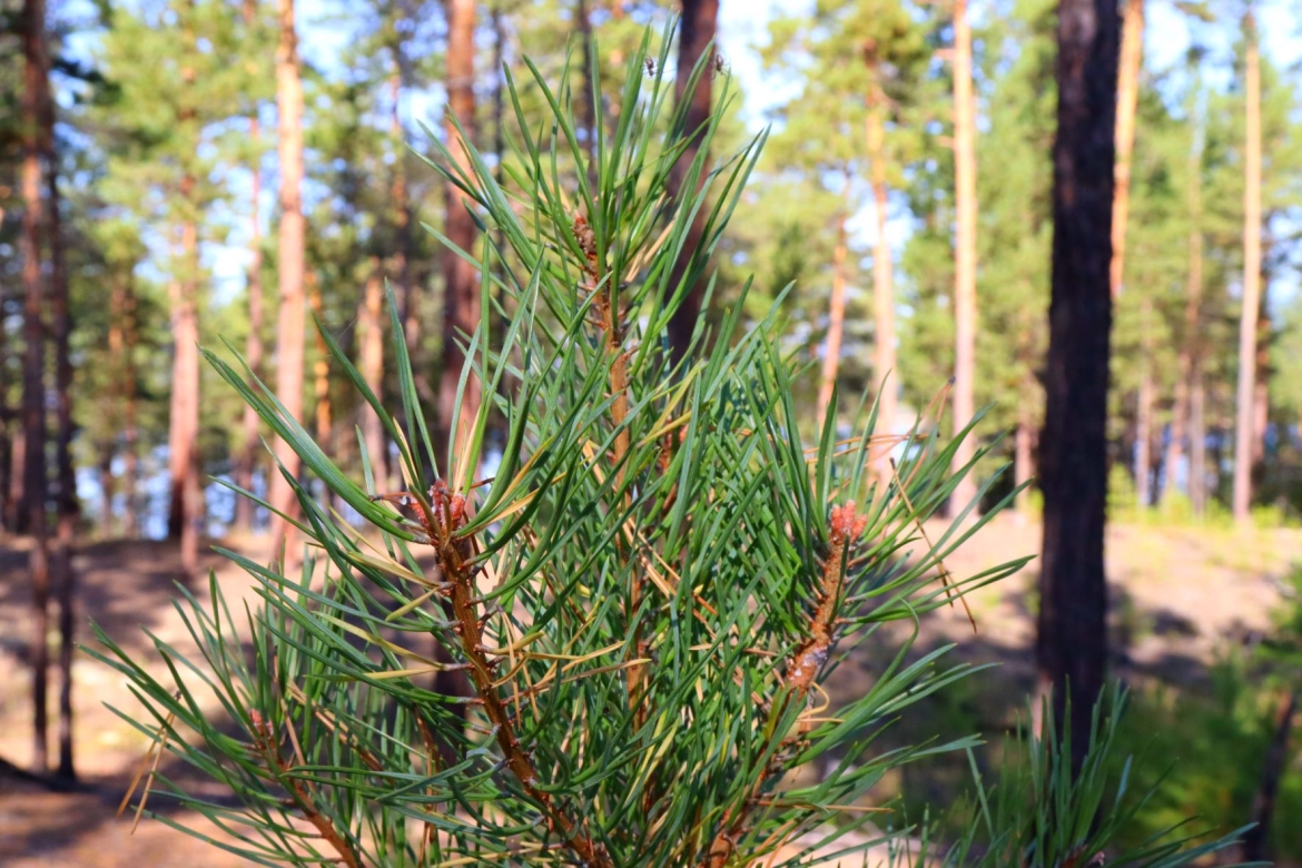 Восстановление леса