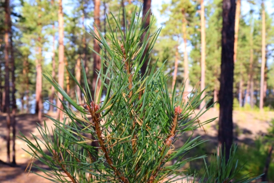 Восстановление леса