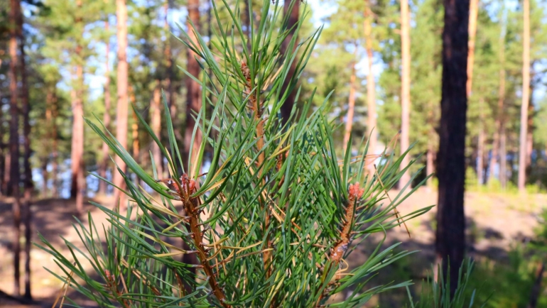 Восстановление леса