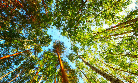 Воспроизводство леса