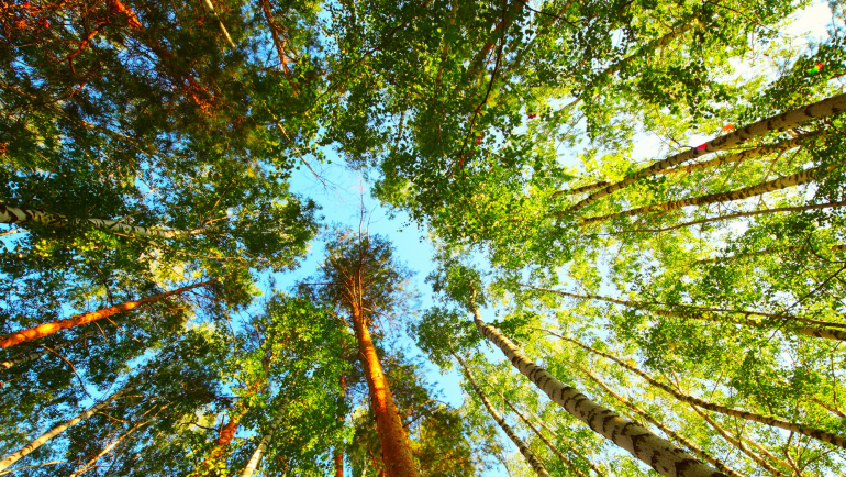 Воспроизводство леса