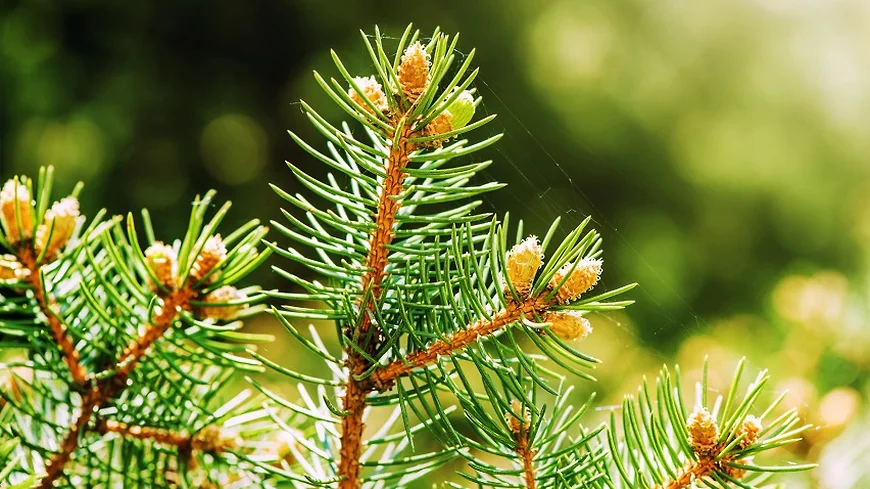 Международному дню леса: Краслесинвест о восстановлении леса и защите его от пожаров