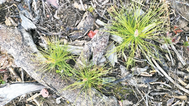 Лес служит человеку, а человек — лесу