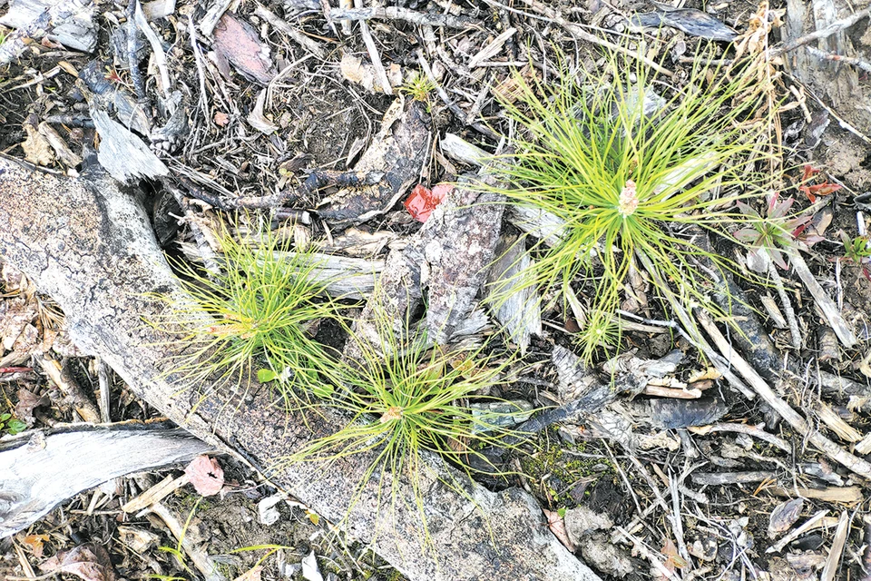 Лес служит человеку, а человек — лесу