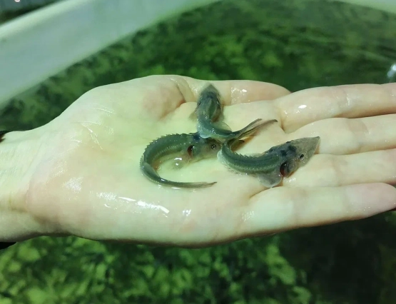 Краслесинвест выпустил в Енисей молодь стерляди