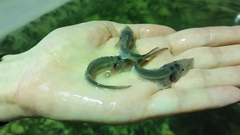 Краслесинвест выпустил в Енисей молодь стерляди